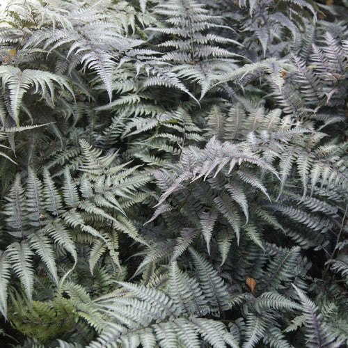 Japanese Painted Fern | Athyrium Metallicum Perennial Bedding