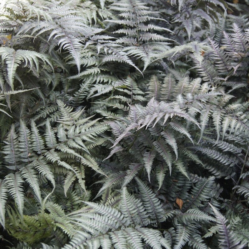 Japanese Painted Fern | Athyrium Metallicum Perennial Bedding