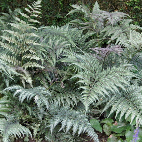 Japanese Painted Fern | Athyrium Metallicum Perennial Bedding