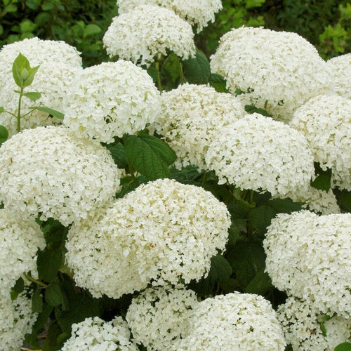 Hydrangea arborescens 'Strong Annabelle' Shrubs