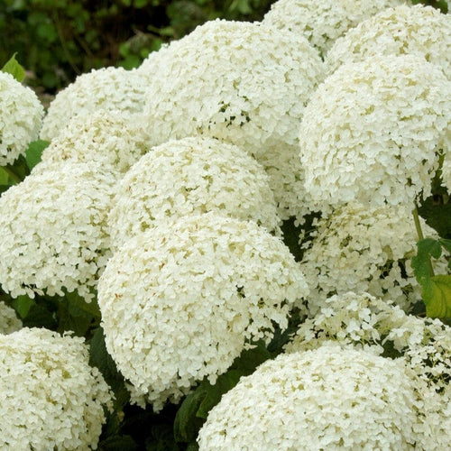 Hydrangea arborescens 'Strong Annabelle' Shrubs