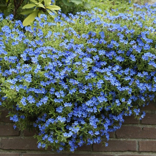Lithodora diffusa 'Heavenly Blue' Perennial Bedding