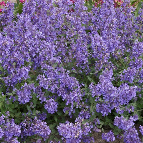Catmint 'Junior Walker' | Nepeta Perennial Bedding