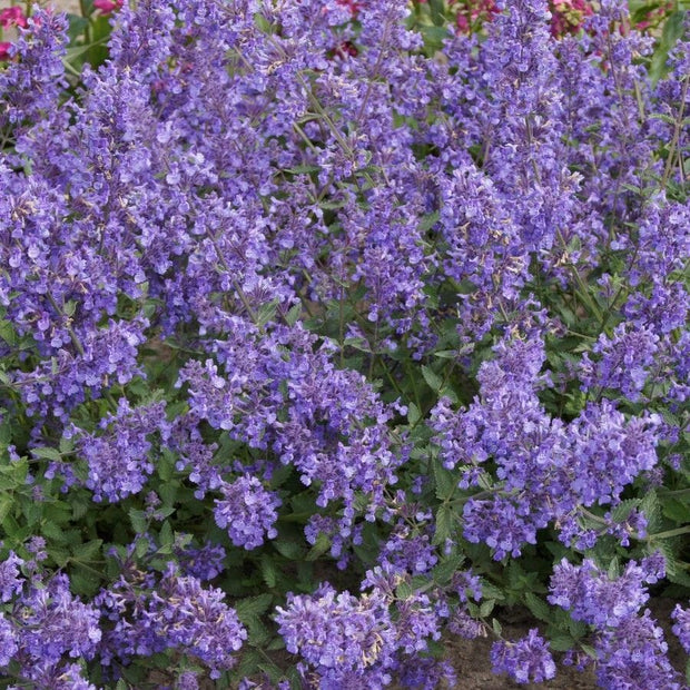 Catmint 'Junior Walker' | Nepeta Perennial Bedding