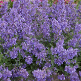 Catmint 'Junior Walker' | Nepeta Perennial Bedding