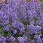 Catmint 'Junior Walker' | Nepeta Perennial Bedding
