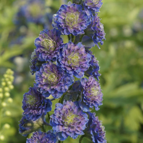 Delphinium 'Highlander Sweet Sensation' Perennial Bedding
