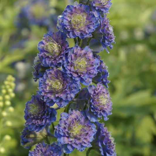 Delphinium 'Highlander Sweet Sensation' Perennial Bedding