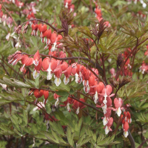 Bleeding Heart Plant 'Spectabilis Valentine' | Dicentra Perennial Bedding
