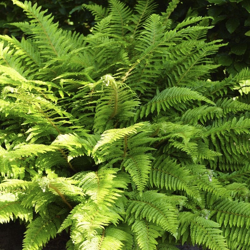 Woodland Fern Collection Perennial Bedding