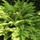 Herrenhausen Fern | Polystichum Herrenhausen Perennial Bedding