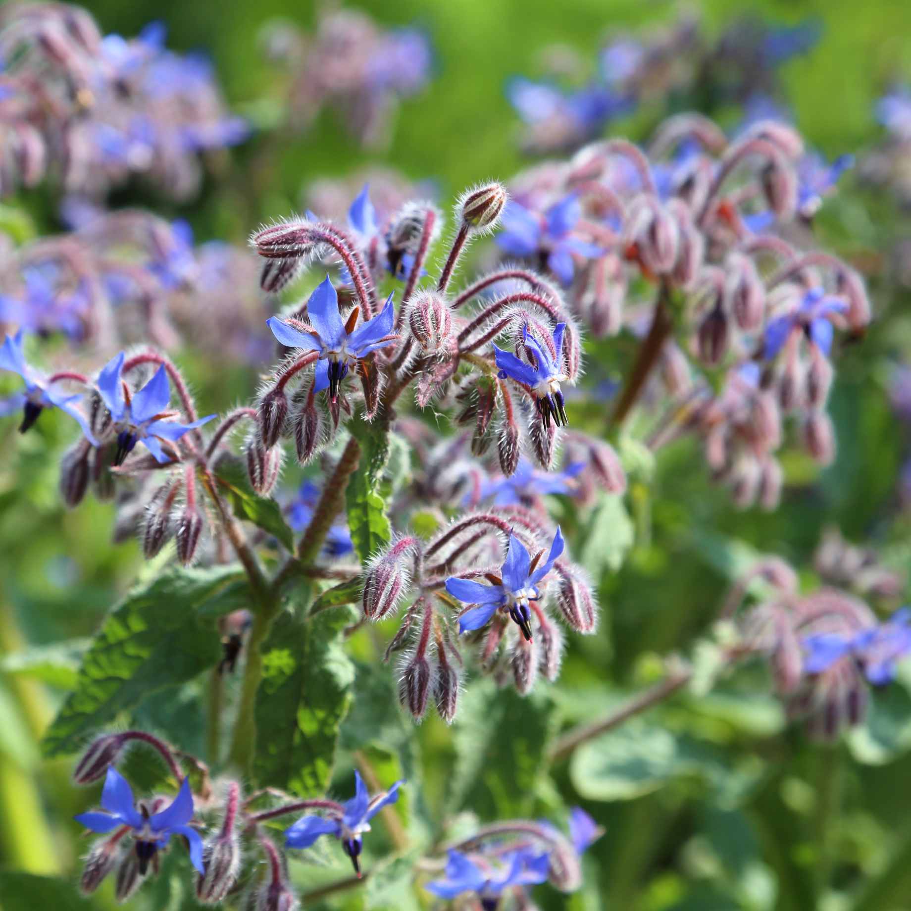 Borage Plant