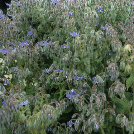 Borage Plant Vegetable Plants