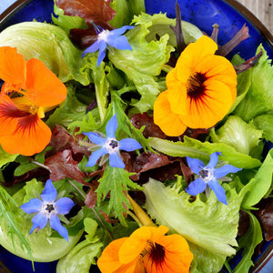 Borage Plant Vegetable Plants