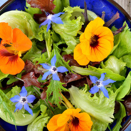 Borage Plant Vegetable Plants