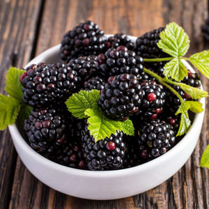 Thornless Blackberry Plant | Rubus fruticosus 'Waldo' Soft Fruit