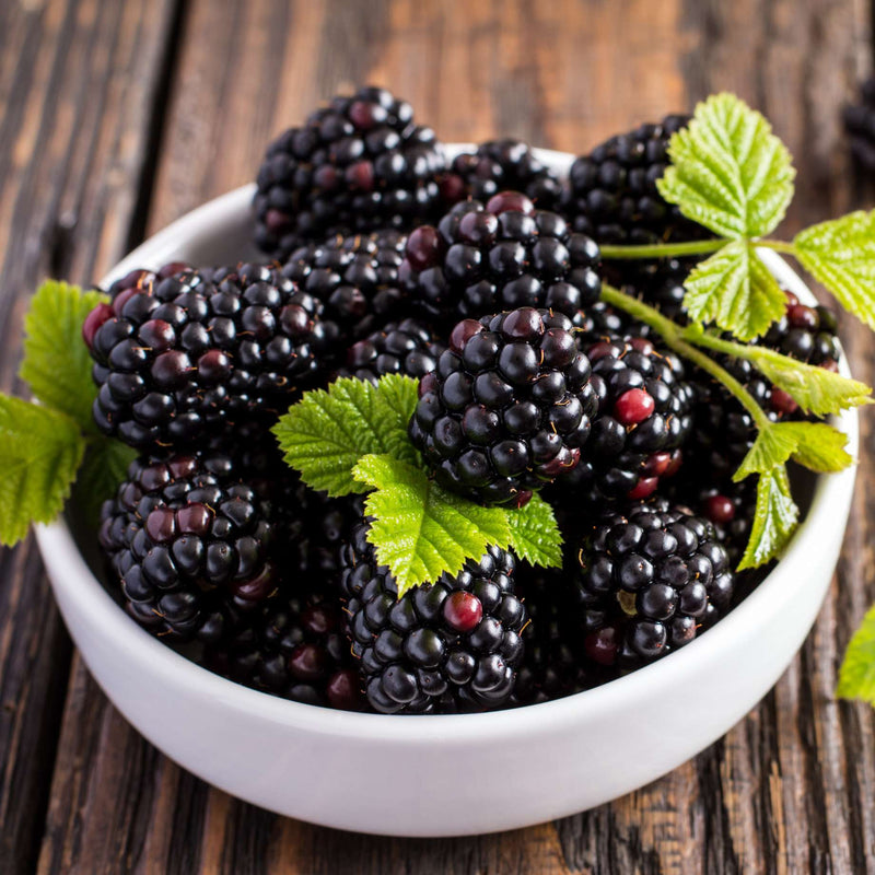 Thornless Blackberry Plant | Rubus fruticosus 'Waldo' Soft Fruit
