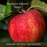 Stepover Apple Tree Trained Fruit Trees