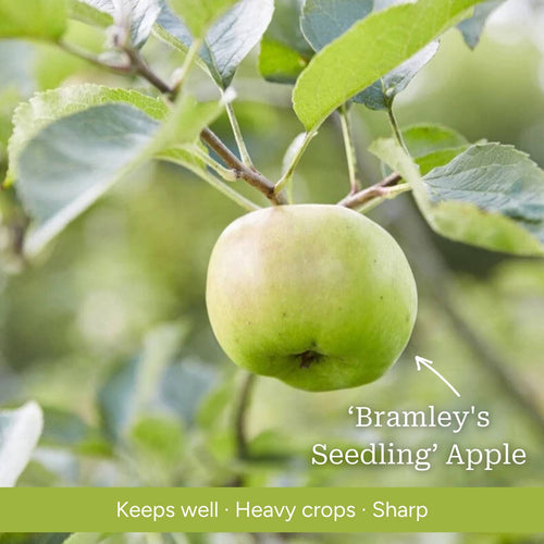 Stepover Apple Tree Trained Fruit Trees