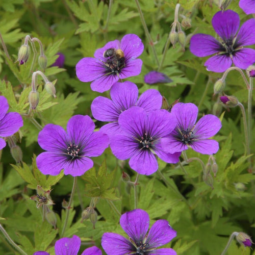 Geranium 'Ann Folkard' Perennial Bedding