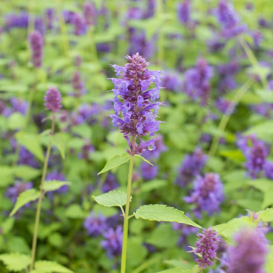 Agastache 'Blue Boa' | Mexican giant hyssop Perennial Bedding