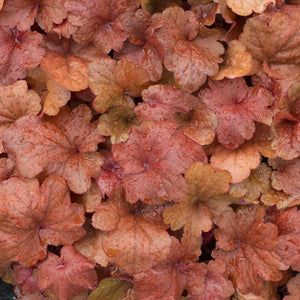 Heuchera 'Fire Alarm' Perennial Bedding