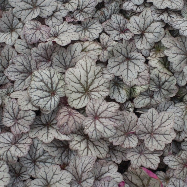Heuchera 'Sugar Plum' Perennial Bedding