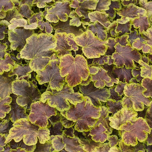 Heucherella 'Solar Eclipse' Perennial Bedding