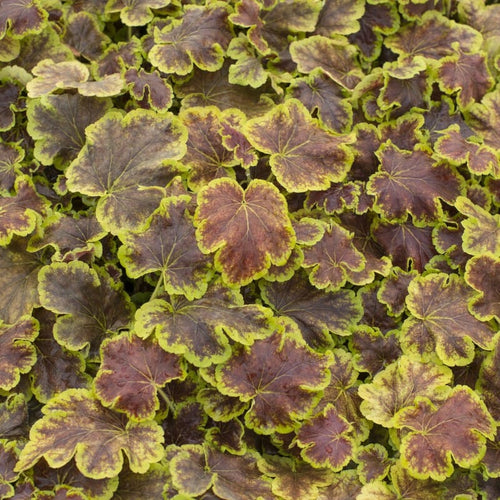 Heucherella 'Solar Eclipse' Perennial Bedding