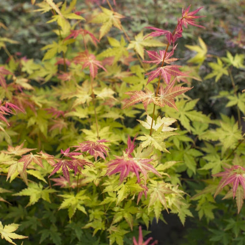 Japanese Maple Tree | Acer palmatum 'Orange Dream' Ornamental Trees