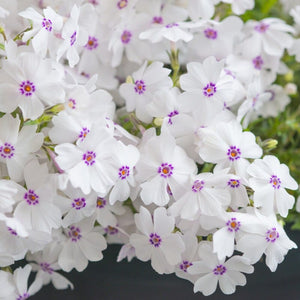 Phlox 'Amazing Grace' Perennial Bedding