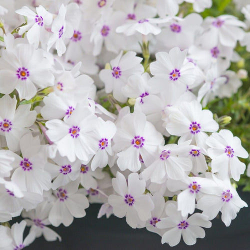 Phlox 'Amazing Grace' Perennial Bedding