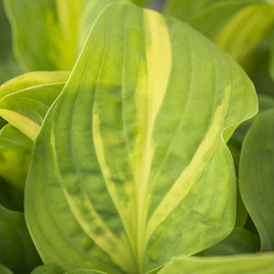 Hosta 'Emerald Charger' Perennial Bedding