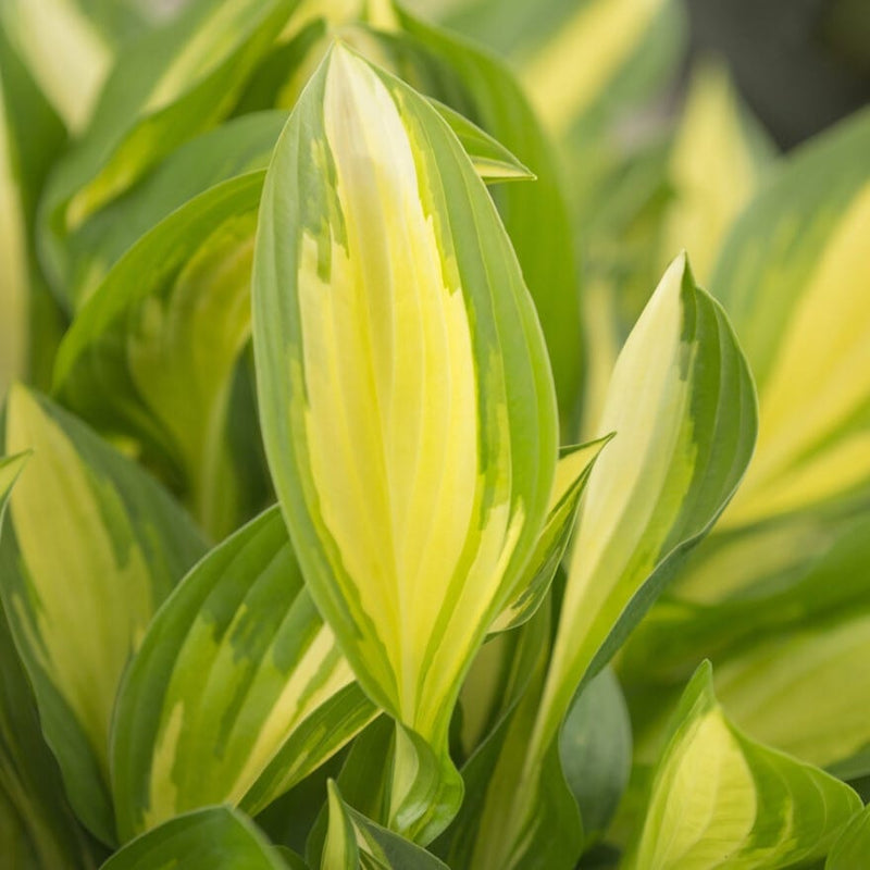 Hosta 'Lakeside Little Tuft'