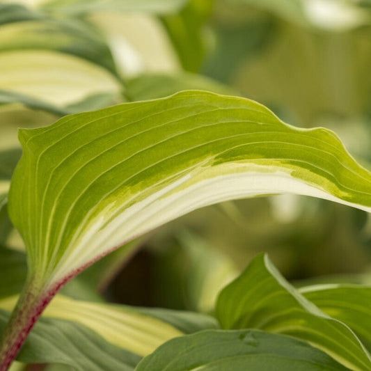 Hosta 'Raspberry Sundae'