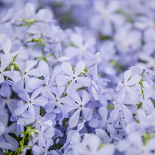 Phlox 'Clouds of Perfume' Perennial Bedding
