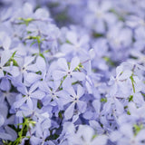 Phlox 'Clouds of Perfume' Perennial Bedding