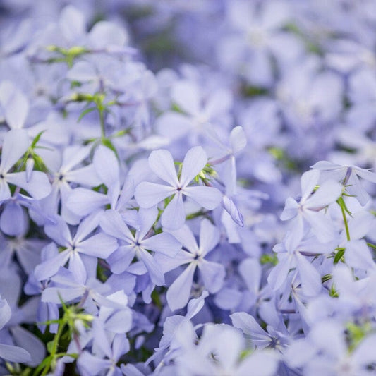Phlox 'Clouds of Perfume' Perennial Bedding