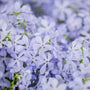 Phlox 'Clouds of Perfume' Perennial Bedding