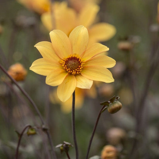 Dahlia 'Bishop of York' Perennial Bedding