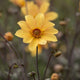 Dahlia 'Bishop of York' Perennial Bedding
