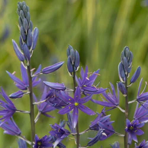 Camassia 'Maybelle' Perennial Bedding