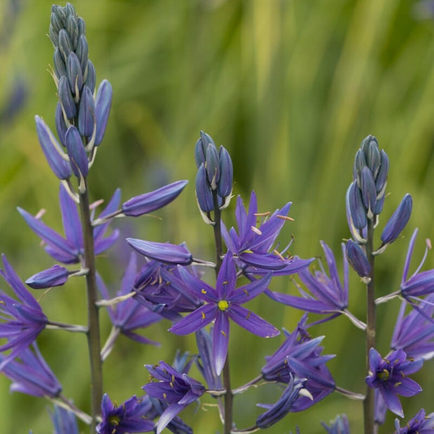 Camassia 'Maybelle' Perennial Bedding