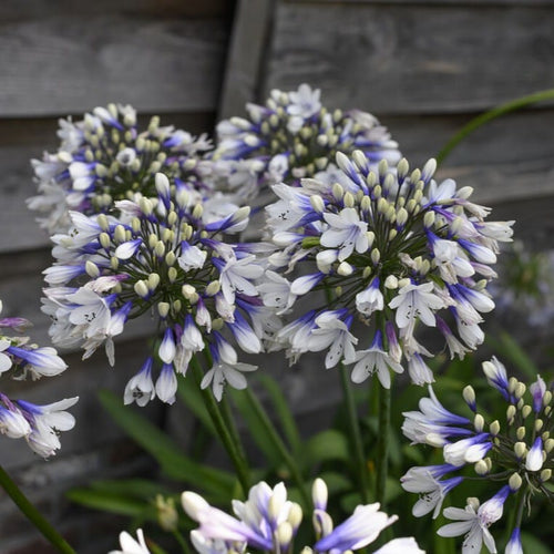Agapanthus 'Twister' Perennial Bedding