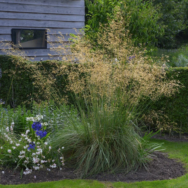 Stipa gigantea Perennial Bedding