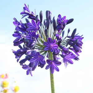 Agapanthus 'Royal Velvet' Perennial Bedding