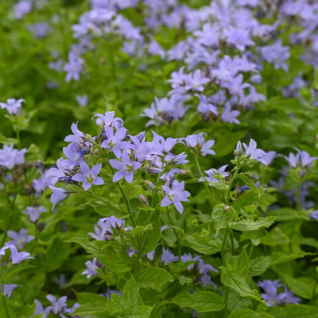 Campanula lactiflora 'Prichard's Variety' Perennial Bedding