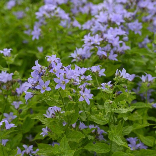 Campanula lactiflora 'Prichard's Variety' Perennial Bedding