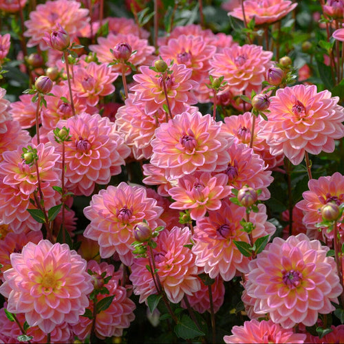 Dahlia 'Pacific View' Perennial Bedding