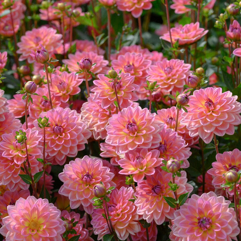 Dahlia 'Pacific View' Perennial Bedding